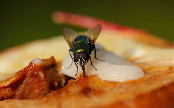 What terrible thing happens when flies land on your meat?