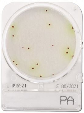 Đĩa Compact Dry kiểm tra Pseudomonas Aeruginosa | Pseudomonas Aeruginosa PA | Nissui