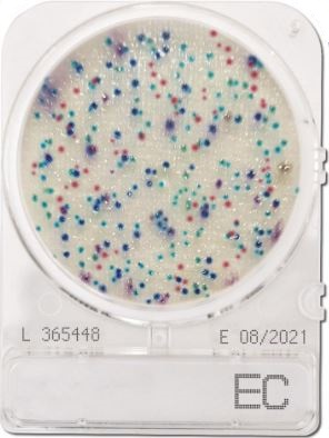 Đĩa Compact Dry kiểm vi khuẩn Ecoli Coliform | Ecoli Coliform EC | Nissui​