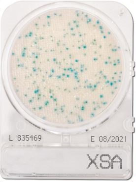 Đĩa Compact Dry kiểm tra Staphylococcus Aureus | Staphylococcus Aureus X-SA | Nissui