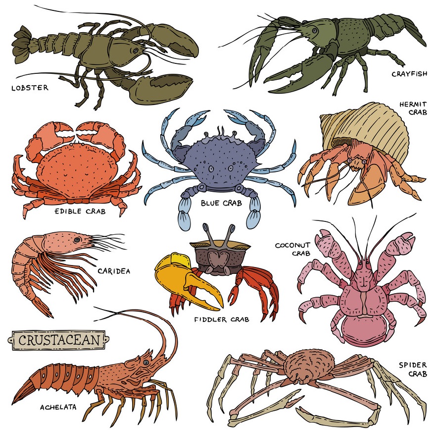 crustacean crab prawns ocean lobster and crawfish vector